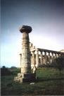 Doric Column at Paestum