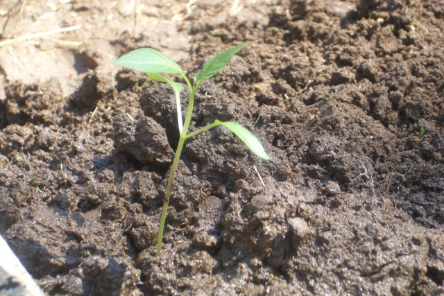 A Pepper Plant
