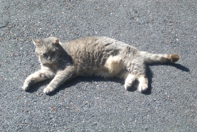Meow