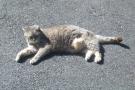 Meow