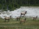 Elk herd
