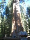 General Sherman, the largest living thing