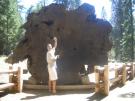 Cross section of a Giant Sequoia