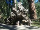 Giant Sequoia Grove, Kings Canyon National Park