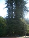 Redwoods in Mill Valley