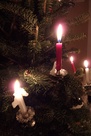 Tree candles