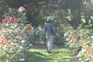 Rose Test Garden, Shore Acres, Oregon