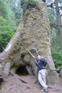 An Oregon Heritage Tree