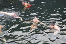 Termas da Ferraria Termas da Ferraria