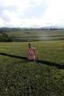Gorreana tea plantation Gorreana tea plantation