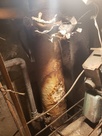 Pipe