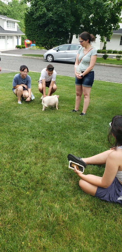 It's a pig!