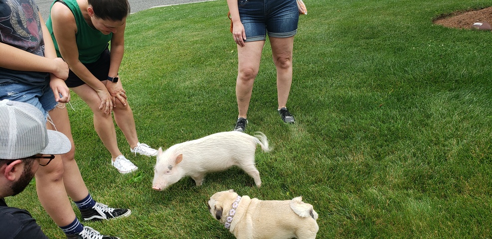 Pig
