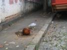Chickens on the street